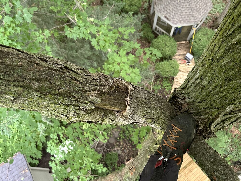 Arborist's point-of-view looking down from within a tree showing boots on the trunk, structural limb, and rooftops below