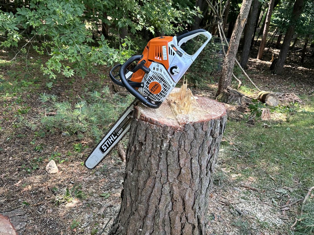 Chainsaw cutting at stump level