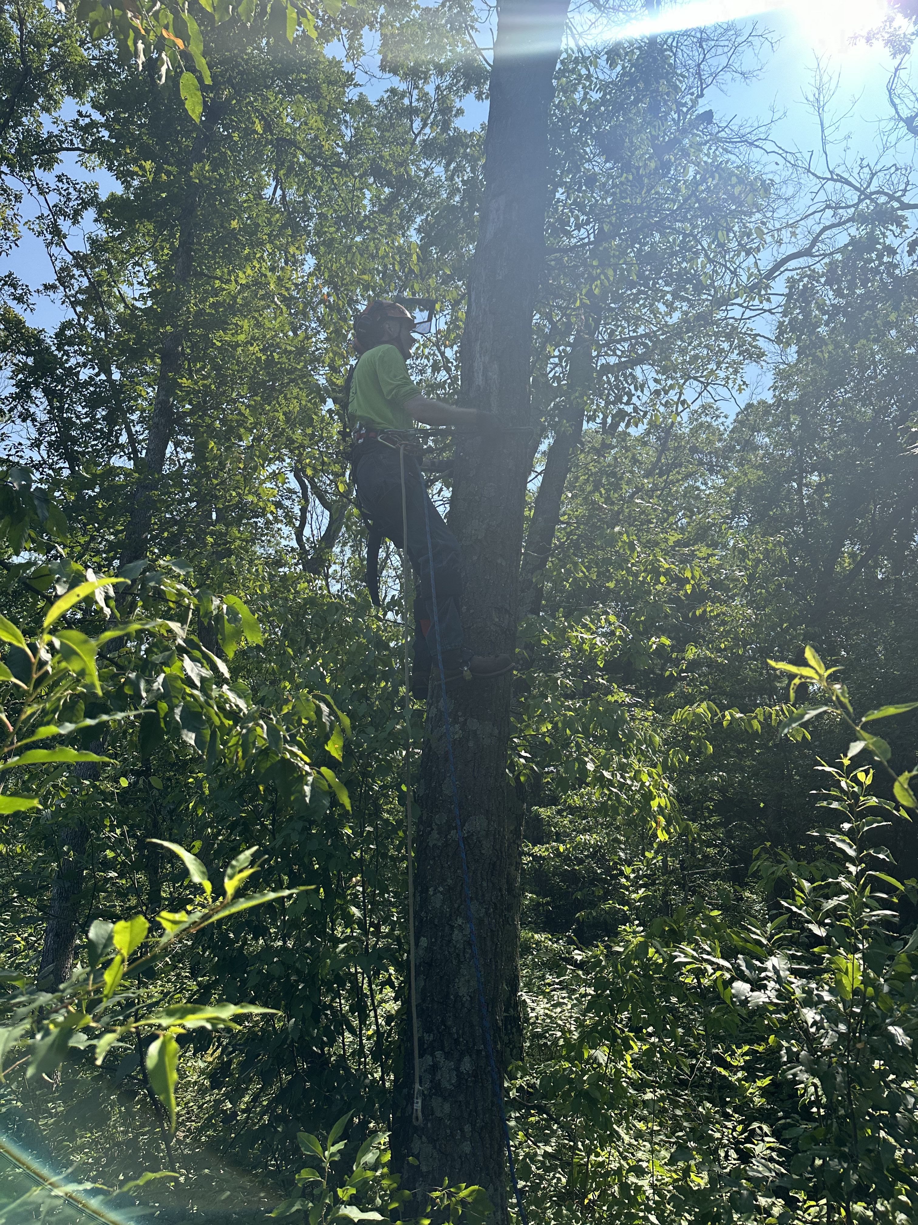 Arborist ascending into dense forest canopy