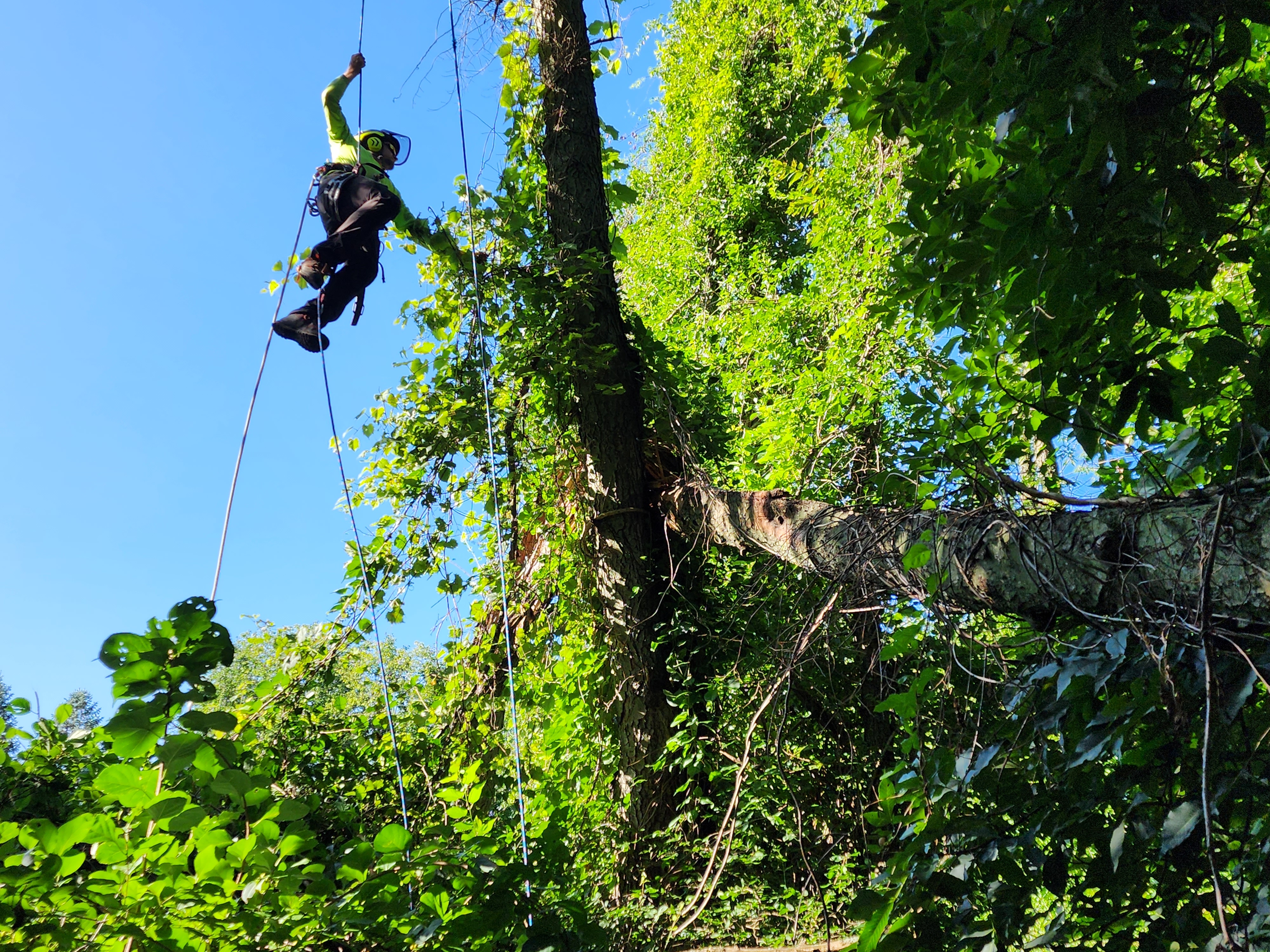 Arborist climbing tree