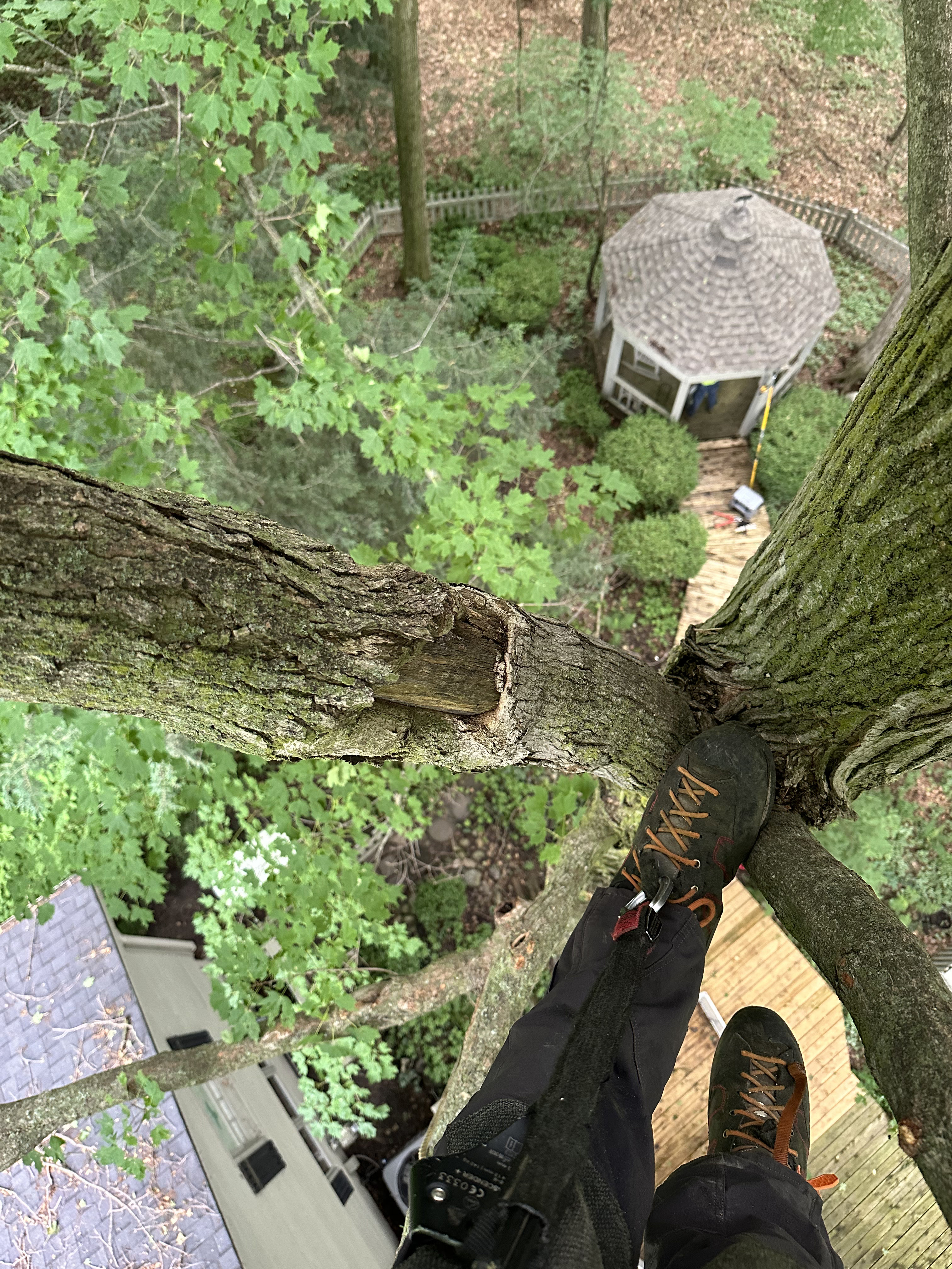 Point-of-view looking down from high in a tree