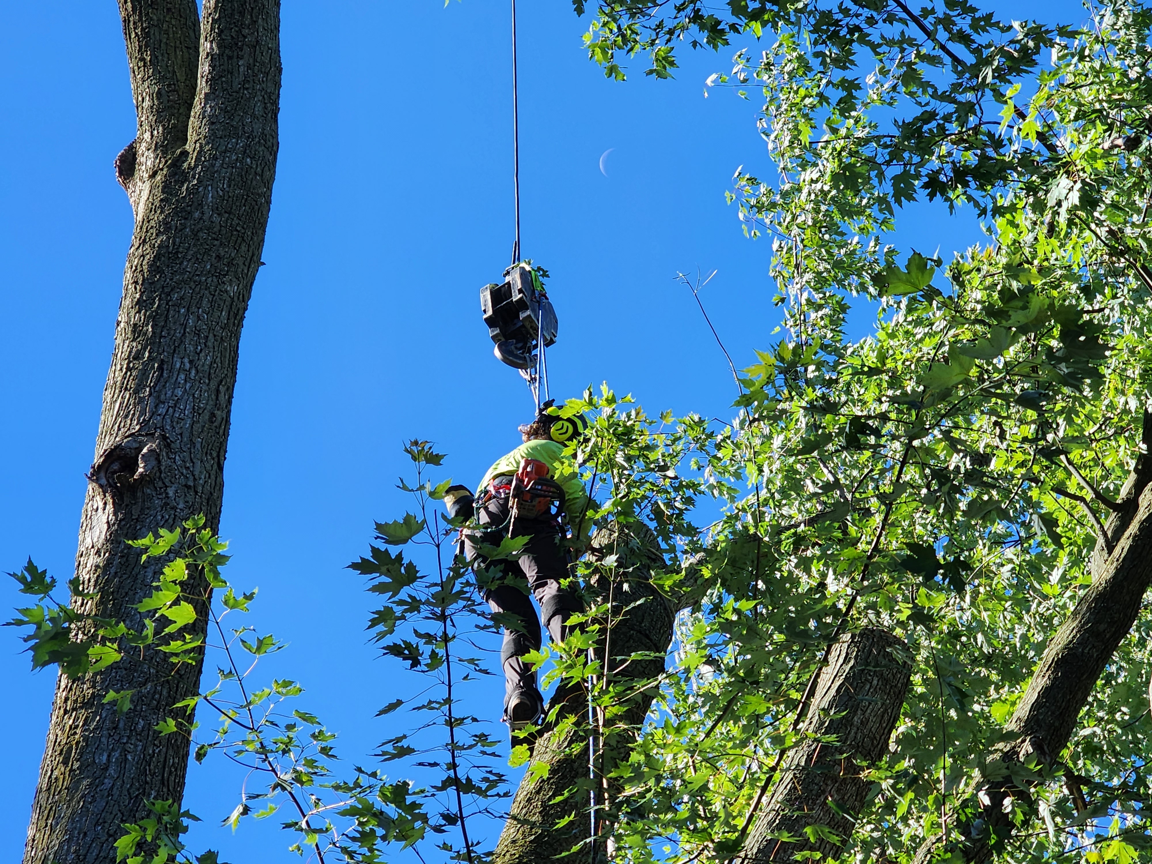 Climber rigging branch overhead