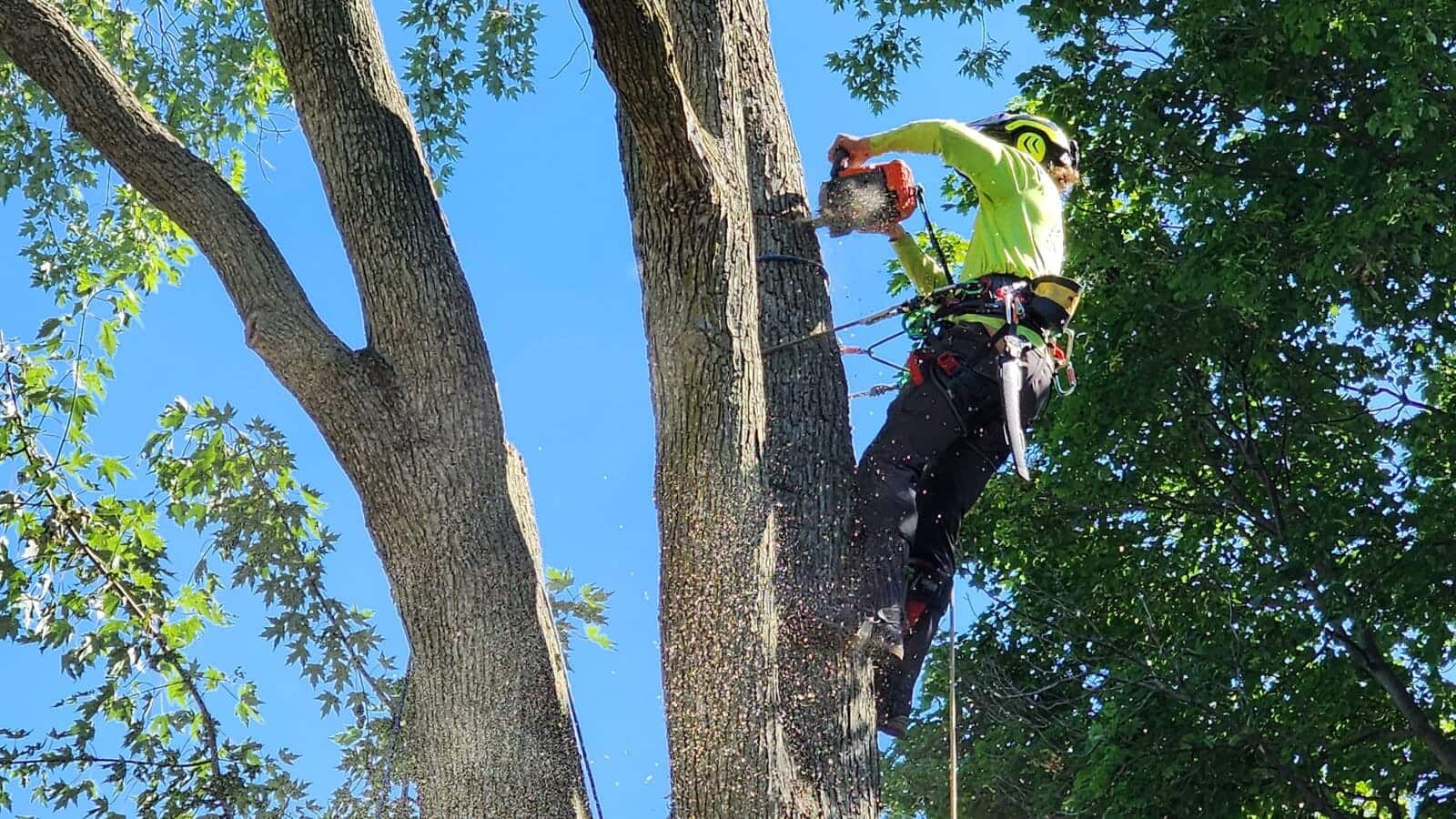 Tree Care Services in Grand Rapids, MI | ISA Certified | B's Trees