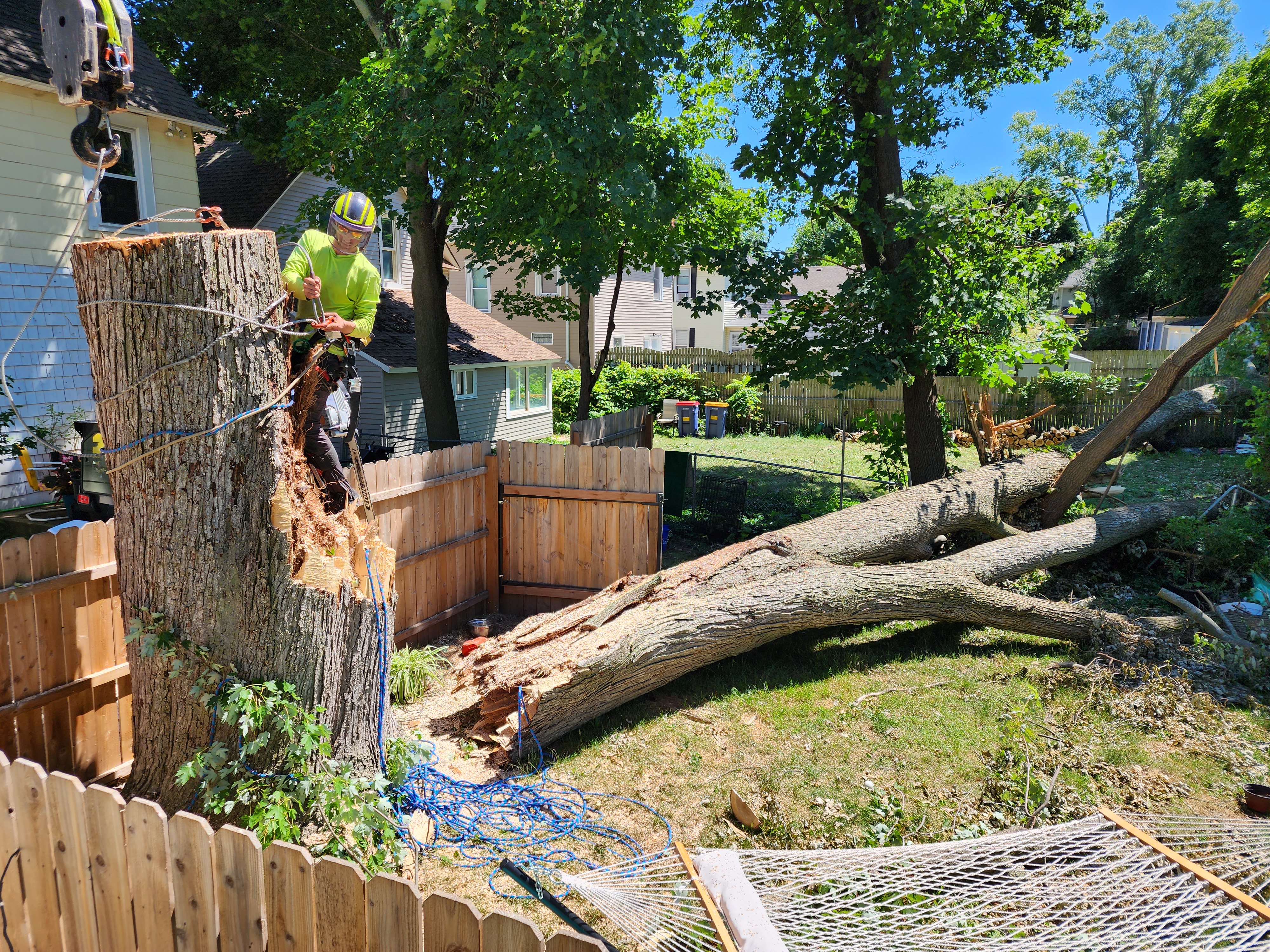 Hollow trunk being removed