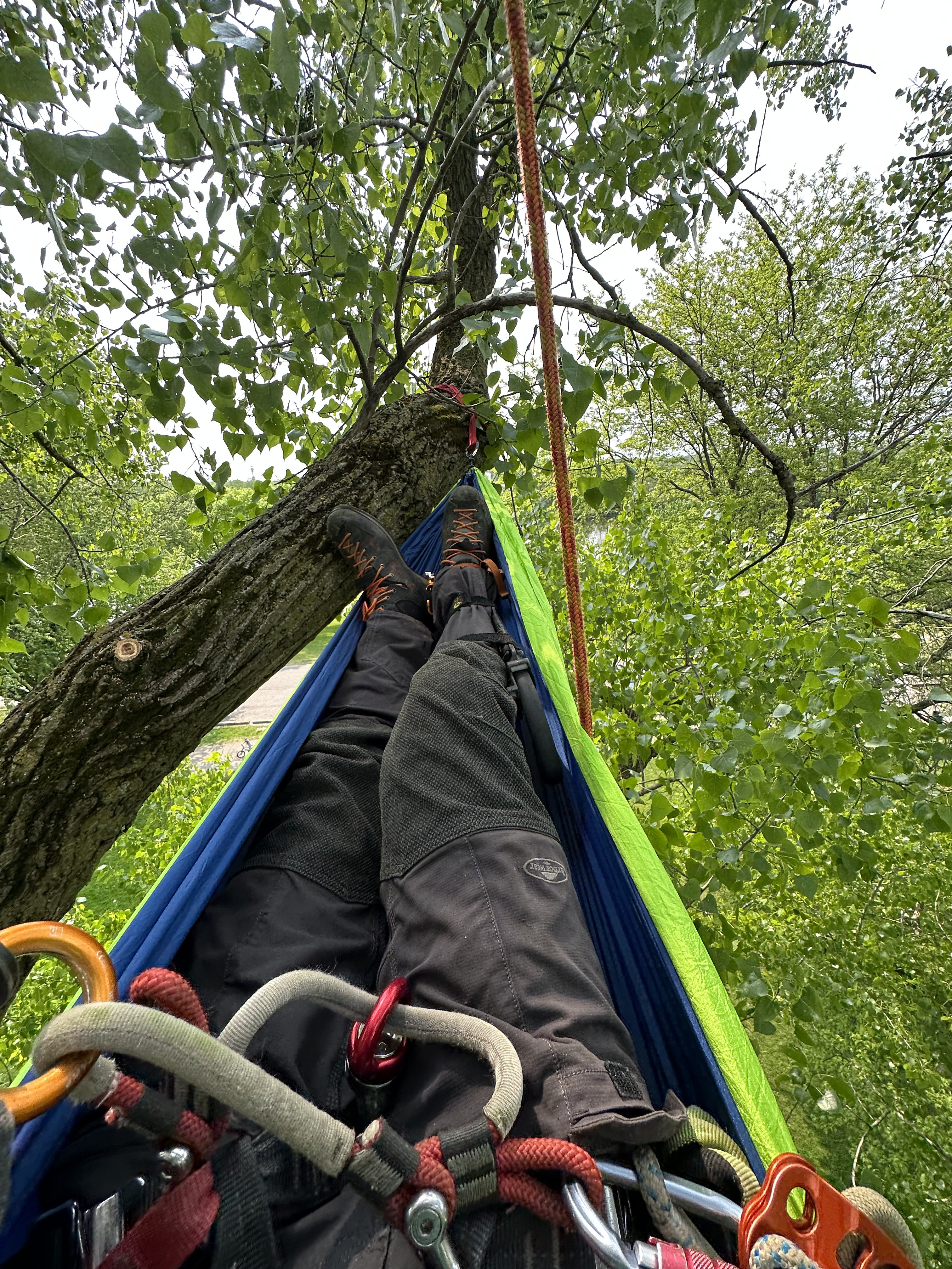Climber's POV looking up through canopy from tree saddle