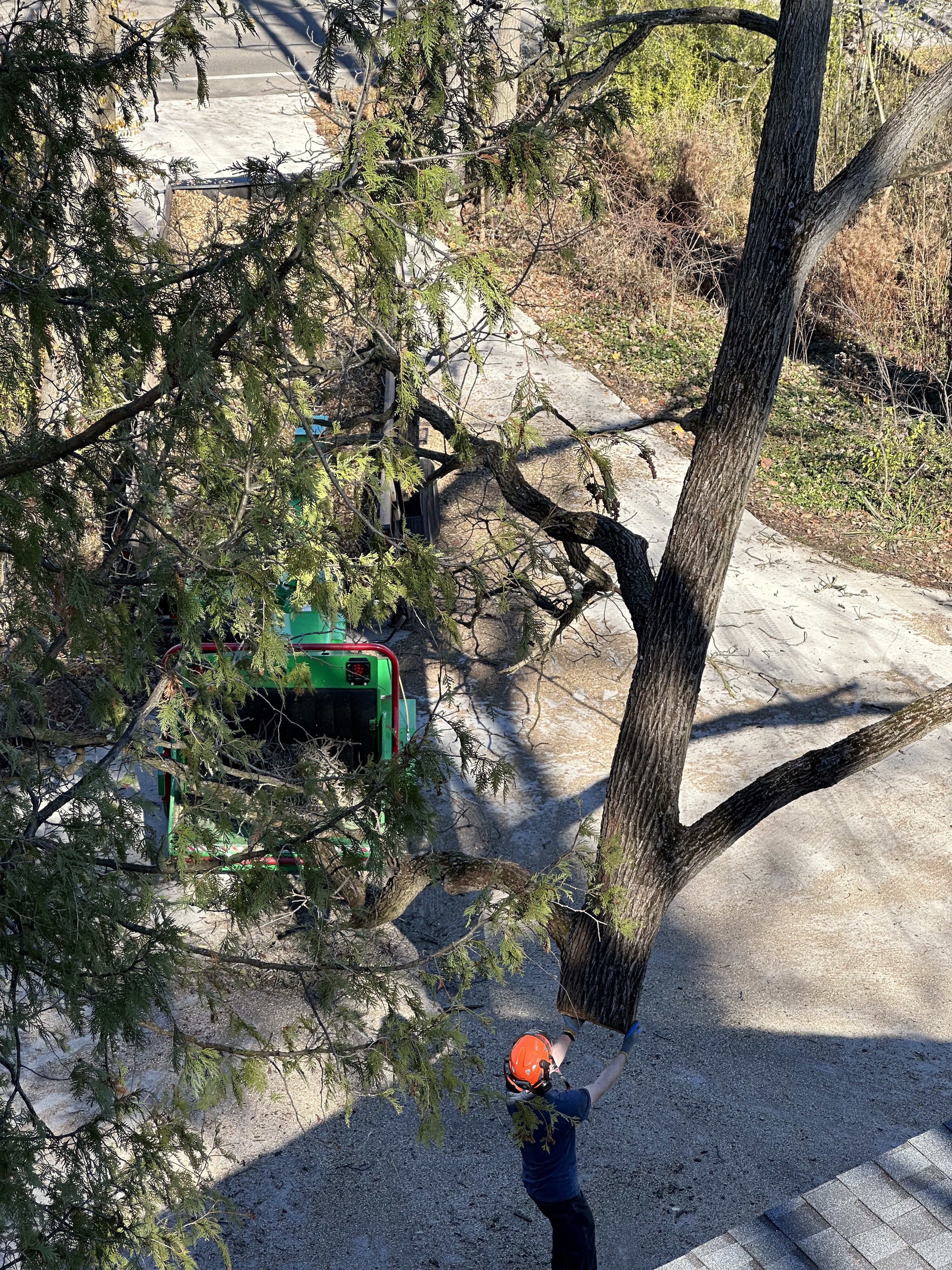 B's Trees in the field