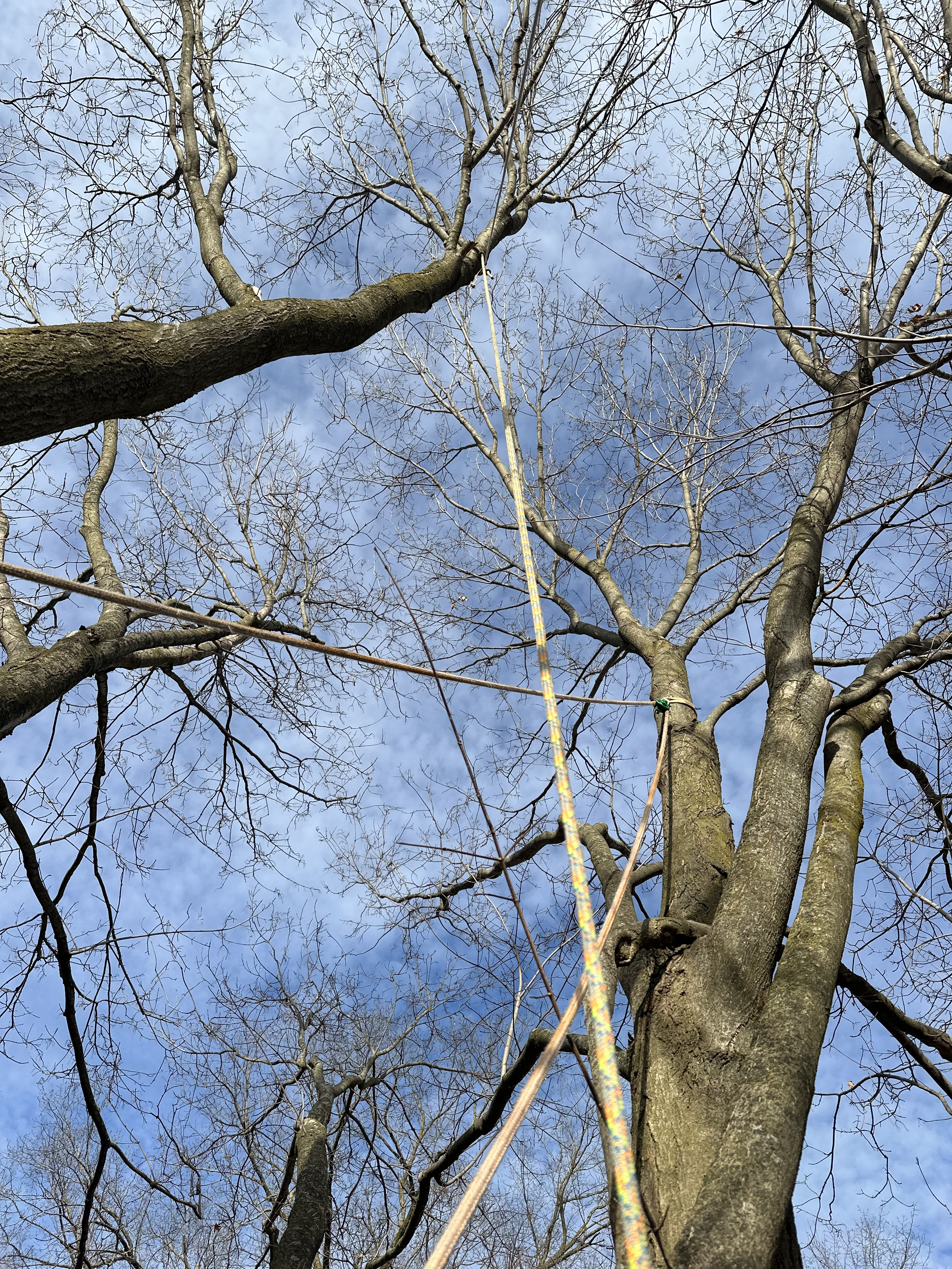 Precision arborist work