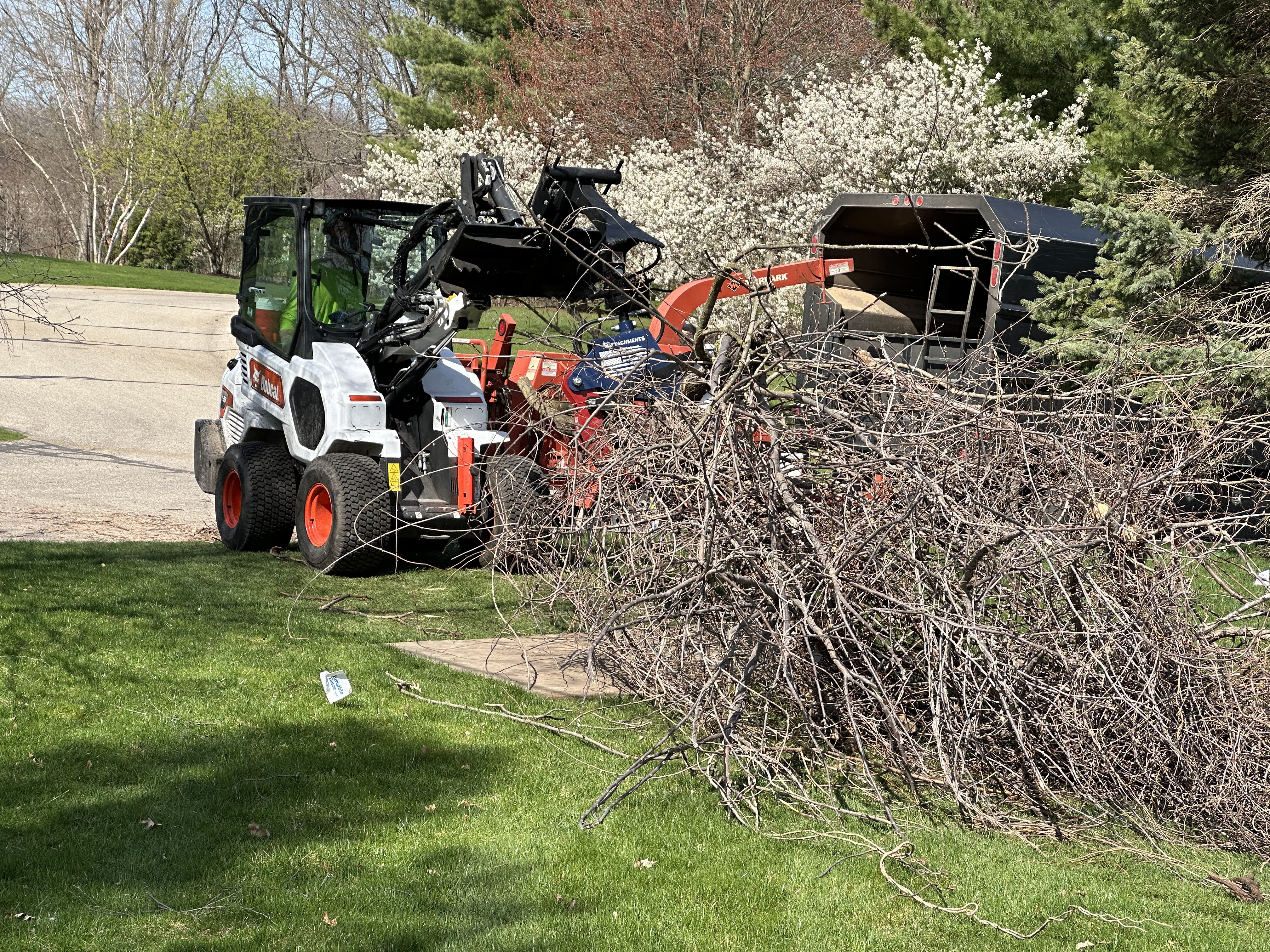 Certified arborist on the job