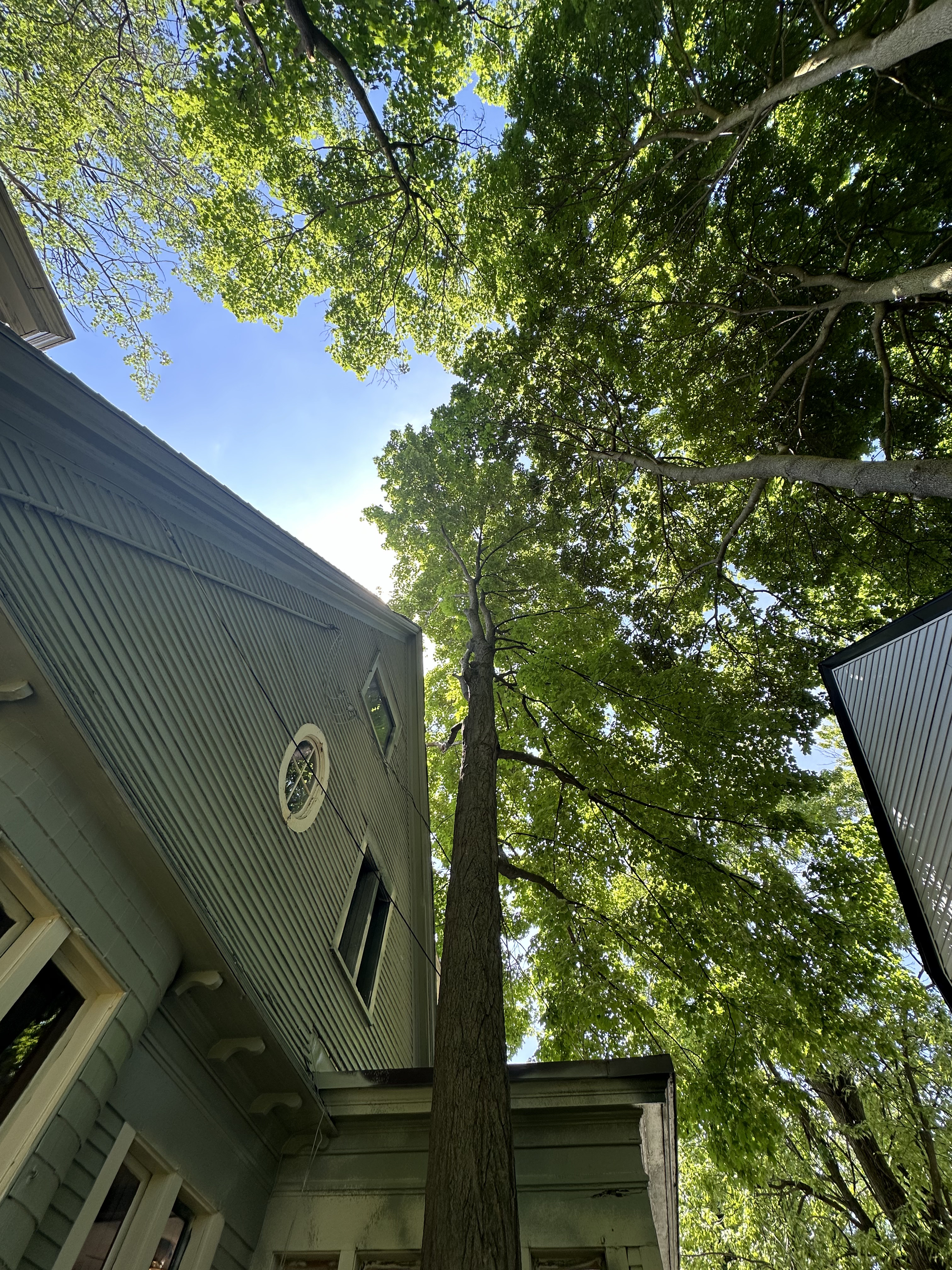 Expert arboriculture in progress