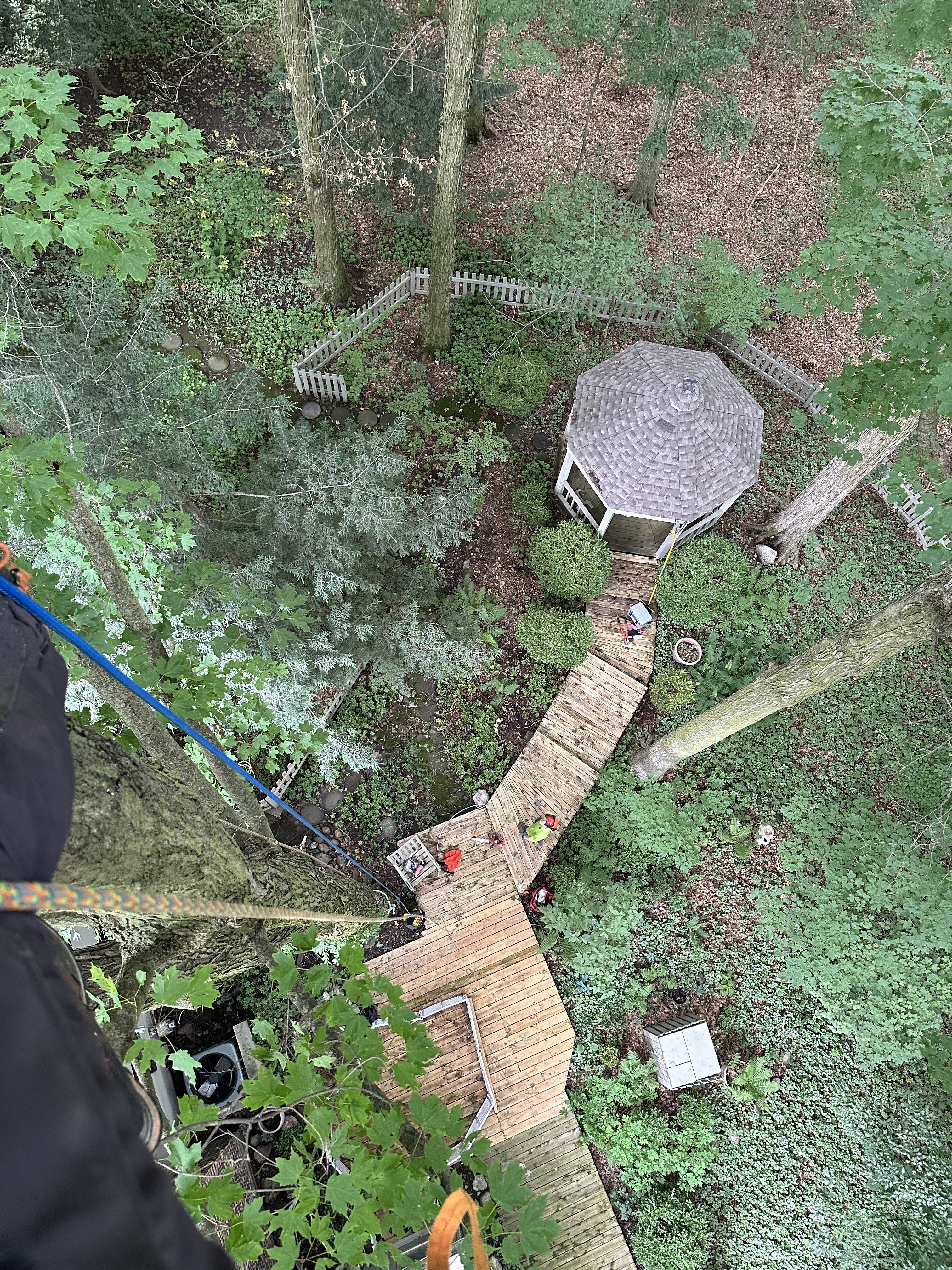 Looking straight down from high in tree canopy