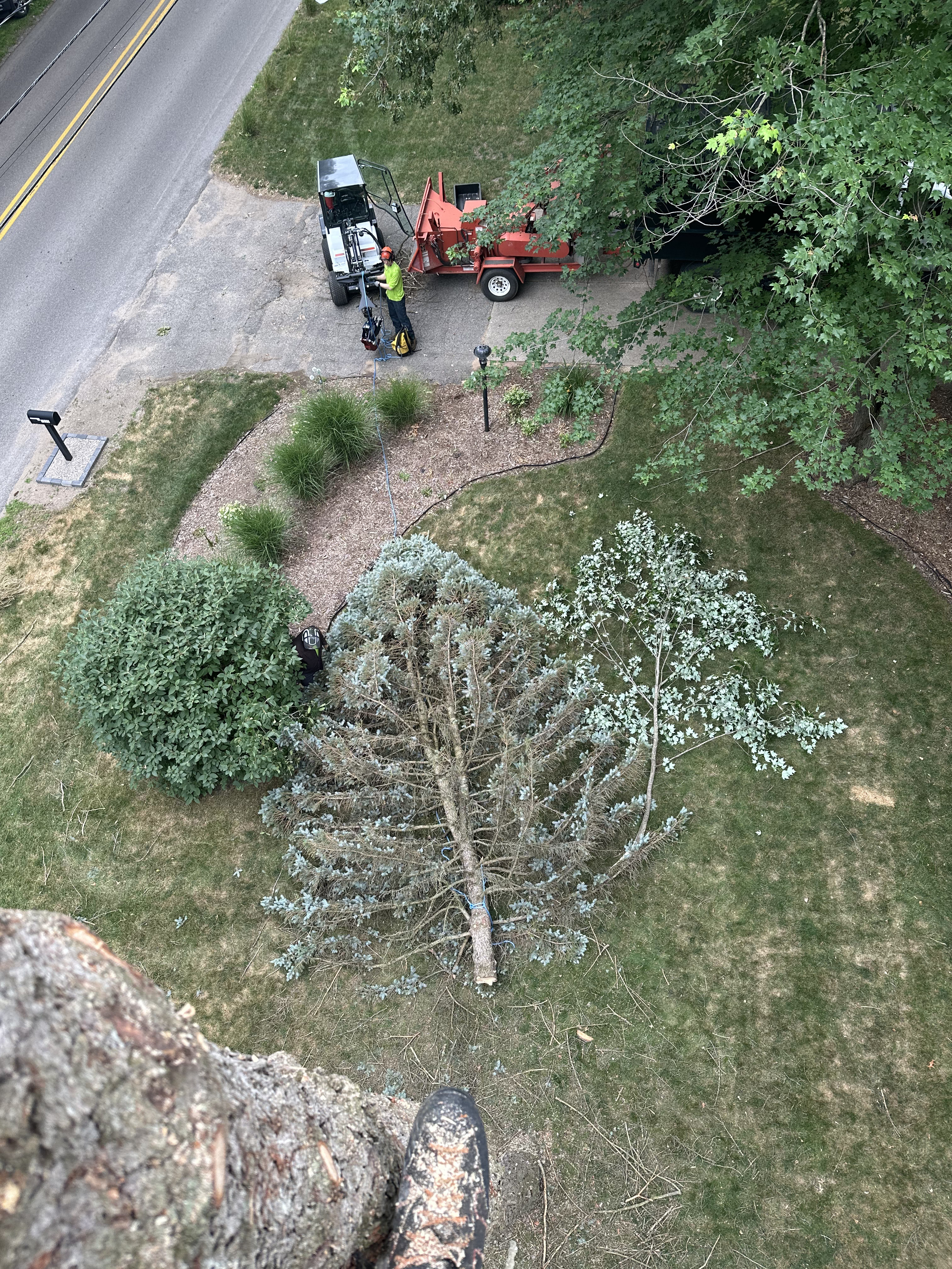 Aerial tree work in progress