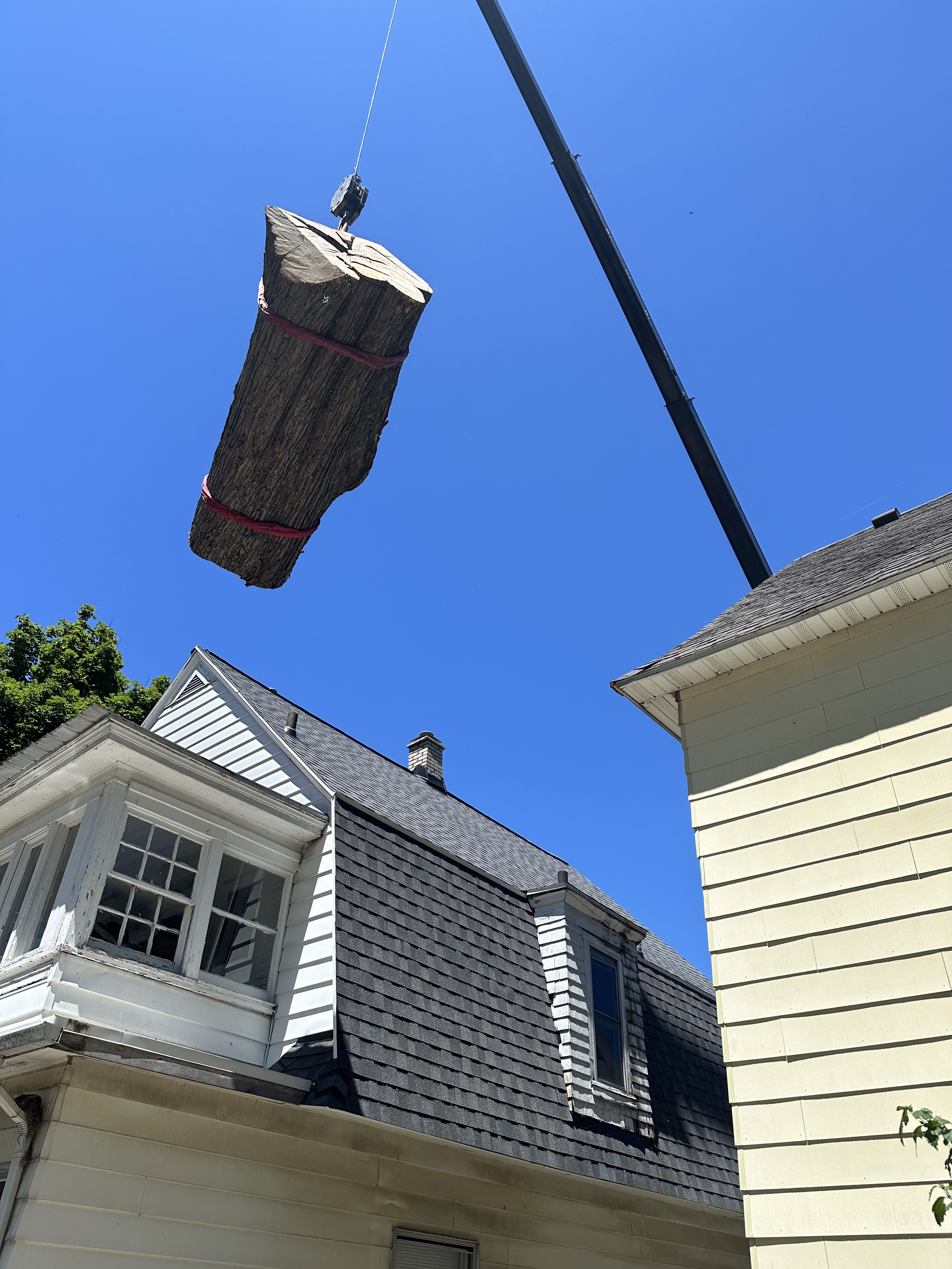 Branch management and removal