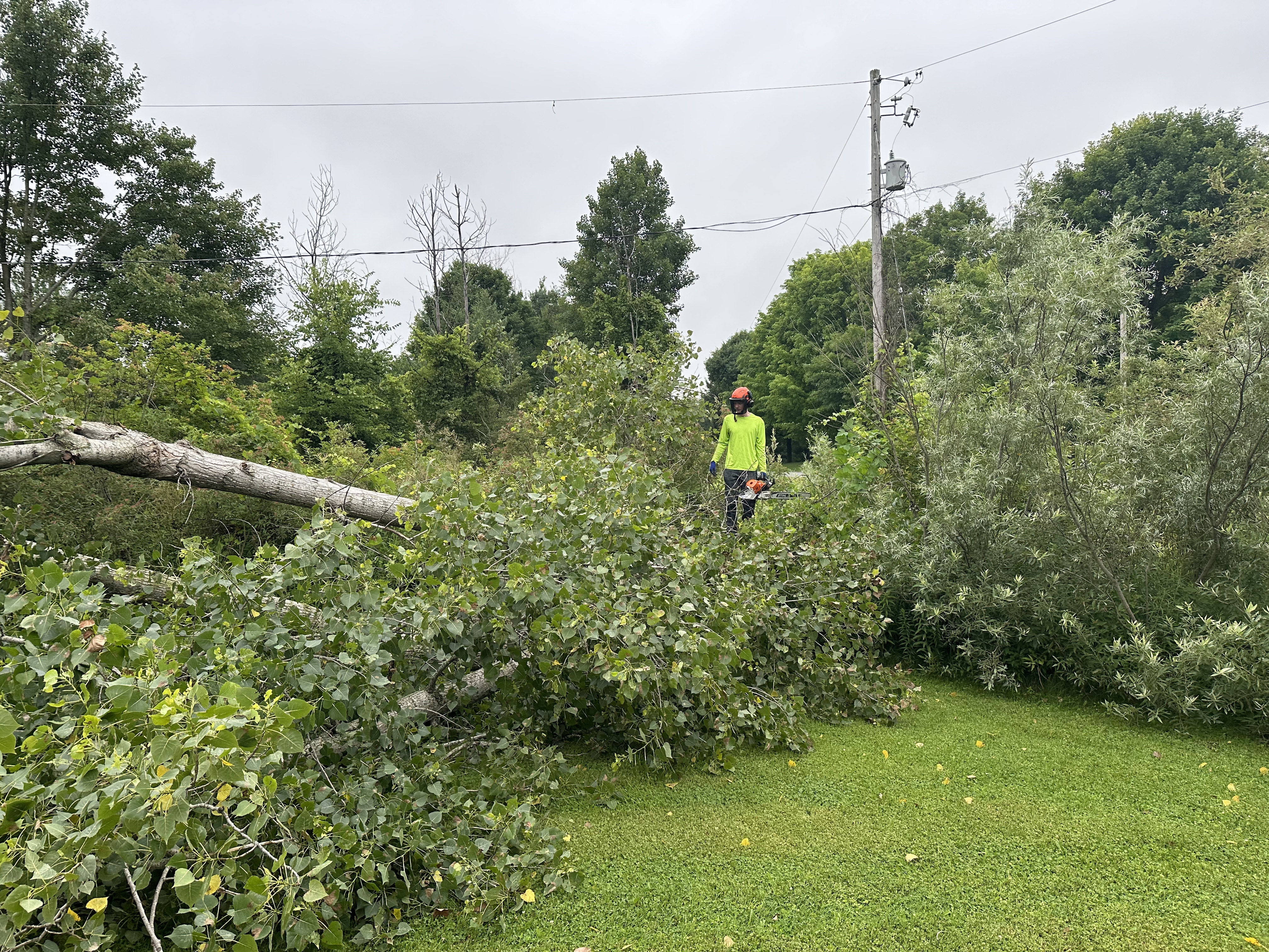 Arborist with chainsaw felling a tree near undamaged power lines on an overcast day