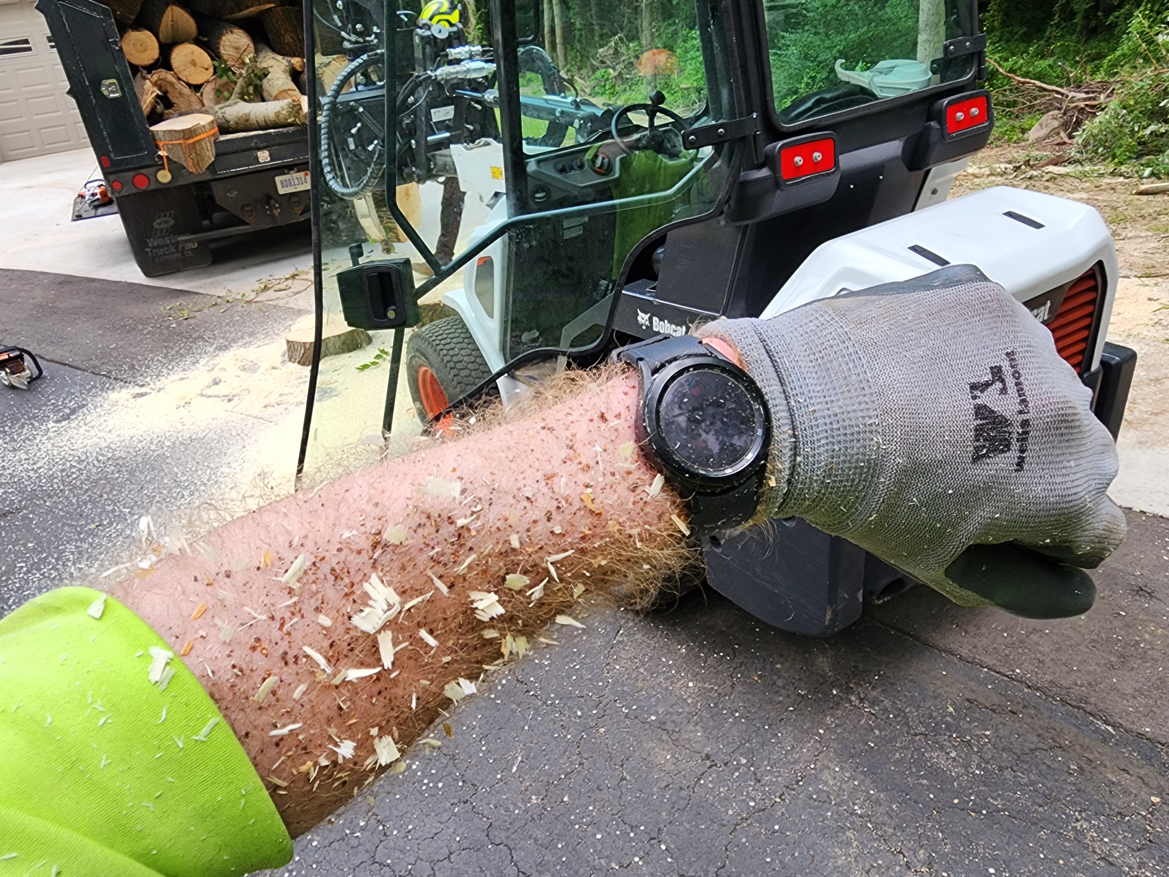 Close-up of fresh chainsaw cut and sawdust